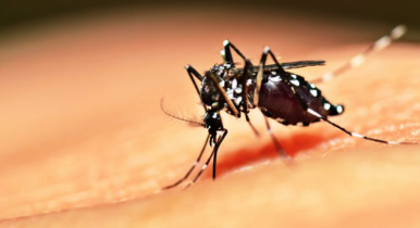 ডেঙ্গুতে মৃত্যু ১০০ ছাড়াল, হাসপাতালে ২৪ হাজার জন