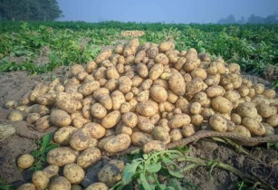 আলুর সর্বনিম্ন দাম নির্ধারণ করলো  সরকার