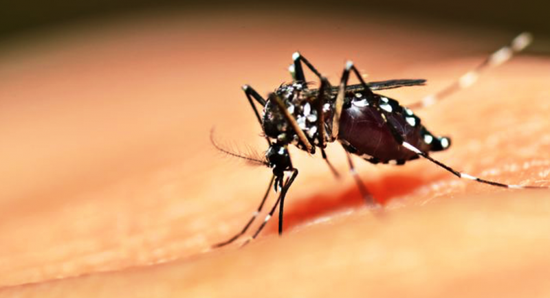 ডেঙ্গুতে মৃত্যু ১০০ ছাড়াল, হাসপাতালে ২৪ হাজার জন ডেঙ্গুতে মৃত্যু ১০০ ছাড়াল, হাসপাতালে ২৪ হাজার জন